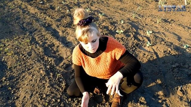 Правильная! Прополка прореживание свеклы. Выращивание крупной свеклы Как посадить свеклу