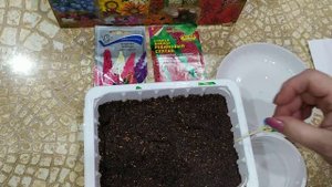 Многолетний полукустарник Будлея Давида