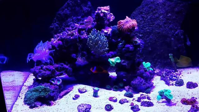 Condylactis Anemone and Cinnamon Clown смотреть онлайн