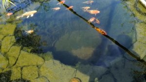 ПРОЗРАЧНАЯ ВОДА.???ФИЛЬТР СВОИМИ РУКАМИ РАБОТАЕТ КАК ЧАСЫ. KOI & GOLD FISH
