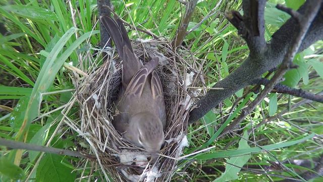 Славка серая 160616 8 у Марковых 0617 GP4 3 смотреть онлайн