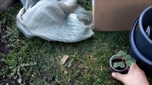 Посадка клубники весной