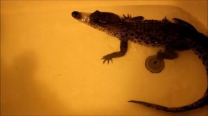 Купание крокодила