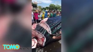 Китовую акулу распиливают заживо на китайском рынке