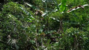 Bamboo survival shelter, Diving fishing, Catch and cook: Survival Alone | EP.153