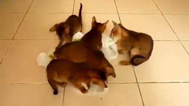Кошки  Приколы  Абиссинские котята  Смешные приколы с кошками1