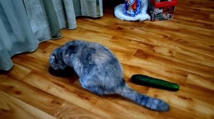 Неожиданная РЕАКЦИЯ КОТОВ на ОГУРЕЦ меня ШОКИРОВАЛА😳 Я такого ещё НЕ ВИДЕЛА❗ Это СМЕШНО ДО СЛЕЗ😂