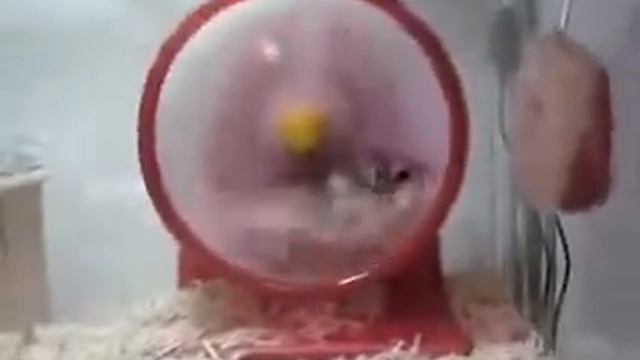 Хомяк смотреть онлайн