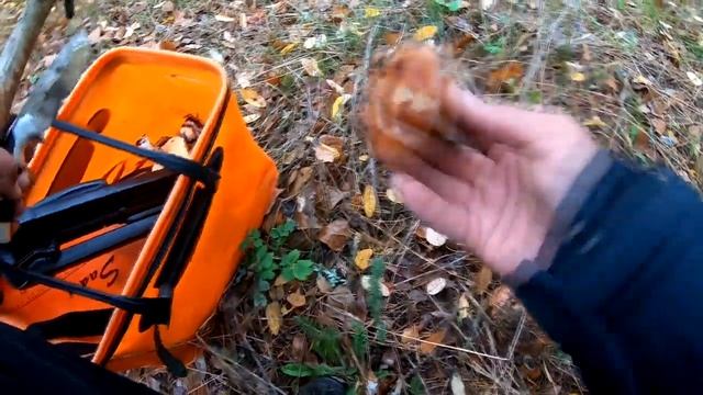 Тихая Охота за Белыми Грибами .Мото прогулка в старый хвойный лес.(перезалив) смотреть онлайн