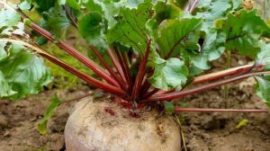 Когда убирать свеклу Самые верные признаки спелости корнеплодов