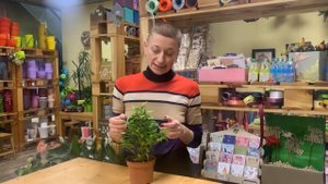 Фикус бенджамина Наташа - растение мальчик | Как правильно за ним ухаживать