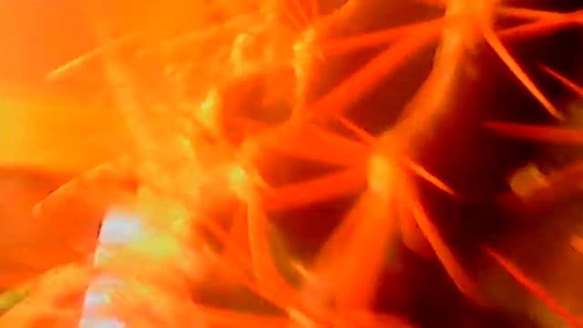 Мои кактусы смотреть онлайн