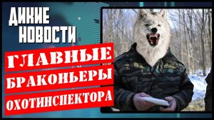 Уголовка за сбор грибов. Медведи убийцы. Кабан в кафе. Дикие новости