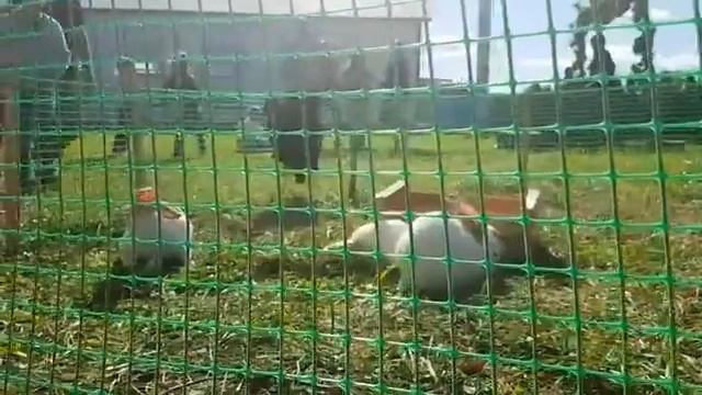 Выездной контактный зоопарк. Заказ круглосуточно.