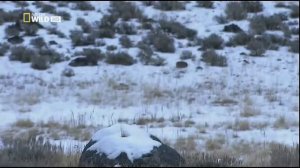 Александр Розенбаум Одинокий волк