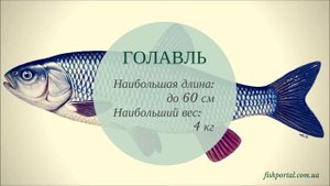 Рыбы бассейна Днепра