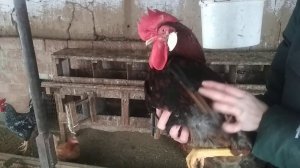 Как отличить молодого петуха от старого.