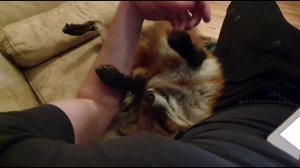 Ли Сяо / Alice the Fox Лиса Алиса (Дружба с кошками)