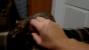 Крыса радуется общению с хозяйкой