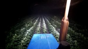 Карбамид + Бор. Результаты. Подсолнечник.