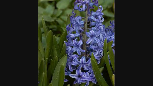 Hyacinthus (Latine) смотреть онлайн