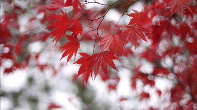 Дерево Клен смотреть онлайн