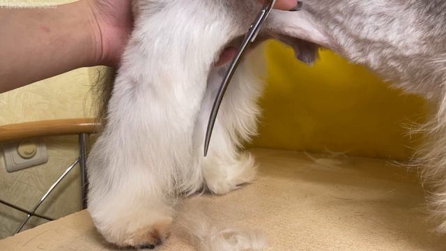 Relaxing grooming complex Shih tzu | Розслабляючий комплекс грумінгу Ші-тцу смотреть онлайн