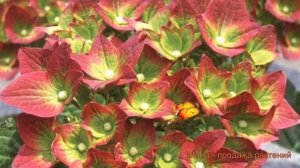 Гортензия крупнолистовая Грин Шадоу (grin shadou) ? обзор: как сажать, саженцы гортензии Грин Шадоу