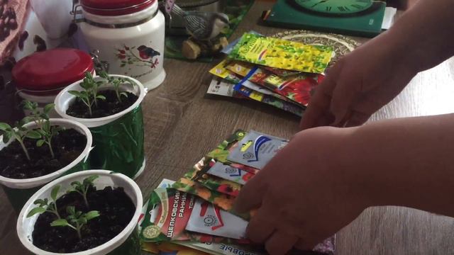 🌺Красавицы Петунии и Томаты 🍅