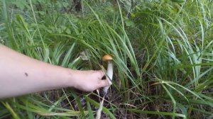 Гриб синяк - Гиропорус синеющий. Красная Книга России. Грибалка. Тихая Охота.