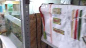 13.04.22 Две новости. Моллинезия и Пецилия.