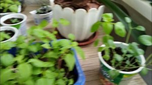 Обзор рассады на 3 мая