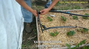 Капельный полив.Капельный полив из бочки