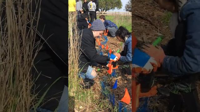 Woodside High Students Planting Juncus