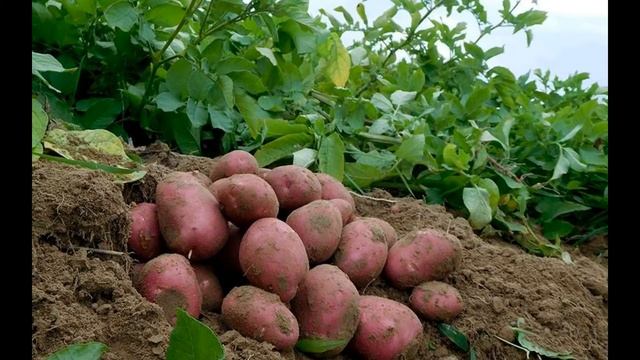 Сорт картофеля «Палац»