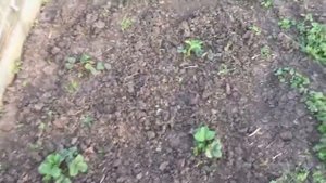 Сравнение КЛУБНИКИ ! Теплица/ открытый грунт!