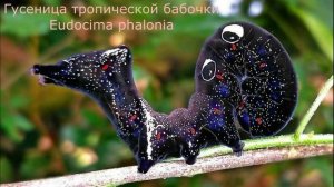 гусеница тропической бабочки