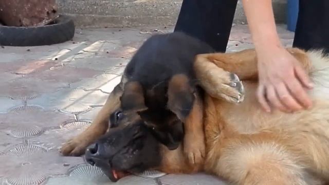 ЗАБАВНЫЕ ЩЕНКИ НЕМЕЦКОЙ ОВЧАРКИ. Подборка. Funny German Shepherd puppies. COMPILATION.