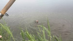 Рыбалка на толстолобика в Краснодарском крае