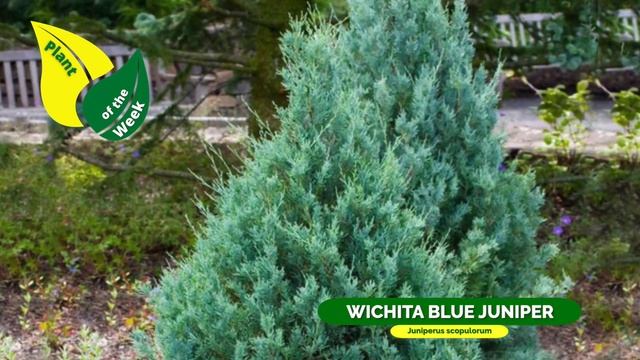 Wichita Blue Juniper | Juniperus scopulorum смотреть онлайн