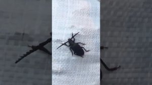 Жук в Подмосковье