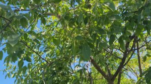 Трехстворчатый Грецкий Орех