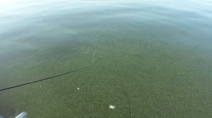 Рыбалка Судак.Саратов.