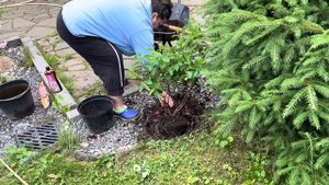 Правильная посадка метельчатой гортензии в середине лета 2023