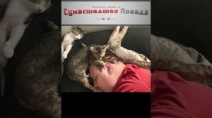 Почему коты спят с человеком ? 1 причина