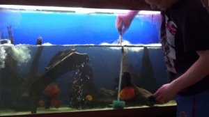 Подмены воды в аквариуме с дискусами (water change in discus tank)