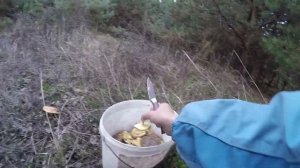 Осенние грибы.Сбор МАСЛЯТ осенью в сосновом лесу.