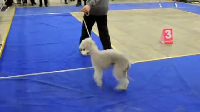 16 моно. Класс Открытый / Open Class 8. ЯНЕК-АНГЕЛЬСКИЕ ГЛАЗКИ смотреть онлайн