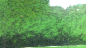 Разведение осетровых. Начало роения и подкормки личинки стерляди и осетра