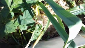 Клубника сорт Фестивальная .